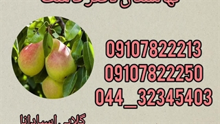 فروش عمده نهال گلابی اسپادانا