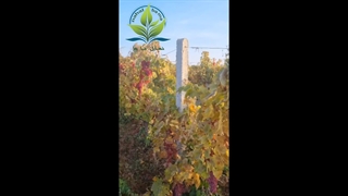 انگور بیدانه قرمز nahalbama