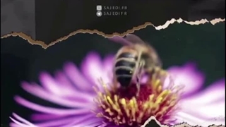 قطعا خداوند و فرشتگانش _ استوری  | صبح ظهور