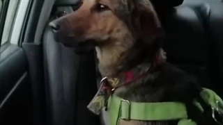 آموزش سگ در منجیل