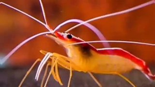 راز های غول درنده: درنده‌ترین جانور درون اقیانوس اسب‌ها