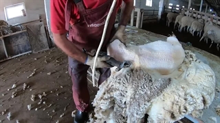 اموزش پشم چینی با قیچی