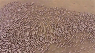 ایجاد یک اثر هنری جذاب با حرکات یک گله گوسفند در صحرا