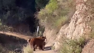 لحظه‌ی مواجهه‌ی ناگهانی دونده‌ای در مسیر خود با یک خرس و توله‌هایش