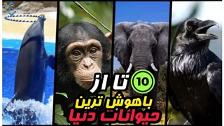باهوش ترین حیوانات جهان