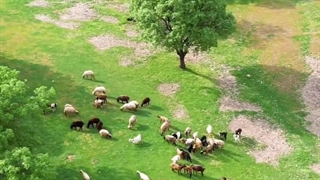 بخش پاپی خرم‌آباد