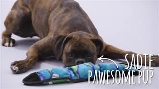 انواع غذای سگ رویال کنین در سامیاپت