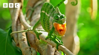 مبارزه آفتاب پرست برای جفت