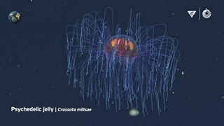 موجودات اعماق اقیانوس ها