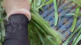 خط تولید سبزی سرخ شده گیلانی