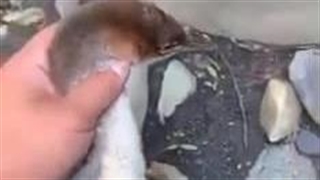 پرنده یا جت؟