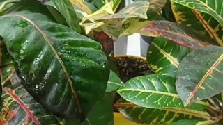 چرا کروتون نخریم علت روش دلیل فصل موقع جلوگیری چرا ریزش برگ گل گیاه پایین کوروتون کرتون کورتون کروتون میریزد خرید فروش