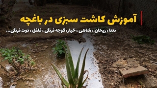 آموزش کاشت سبزی های مختلف در باغچه