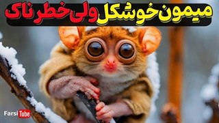 میمون خوشگل ولی خطرناک!!!