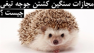 مجازات سنگین کشتن جوجه تیغی چیست ؟!