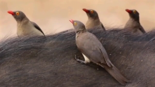 پرنده کنه خوار_دلیل رو به انقراض بودن پرنده کنه خوار