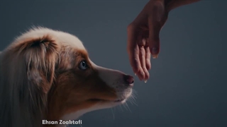 میاز در سگ | درمان و پیشگیری