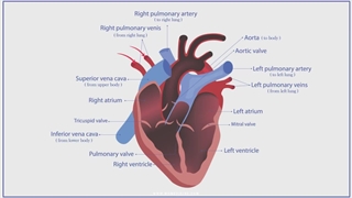 بررسی آناتومی قلب انسان