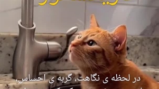 کاریکلماتور، مهدی بابایی ( سوشیانت )