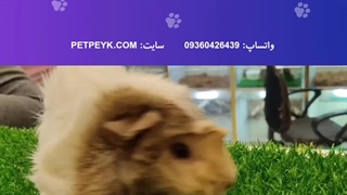 خوکچه هندی فشن | خرید از پت پیک