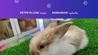 خرگوش لوپ چند رنگ ترکیش | خرید از پت پیک