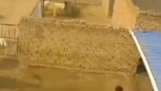 مرگ‌توسط‌گوسفند.حیوان‌وفانداردآیا؟