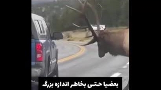 نجات گوزن ها