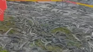 چپ‌کردن‌کامیون‌حمل‌ماردرخیابان.هزارتامار؛