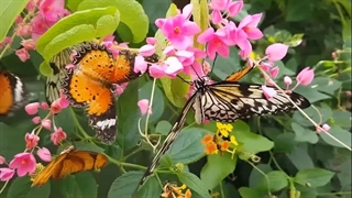 سوره تحریم - ترجمه صوتی و تصویری ۱۱۴ سوره قرآن مهر