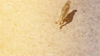 ۱۳ آذر روز جهانی یوزپلنگ، تیزپاترین گربه سان