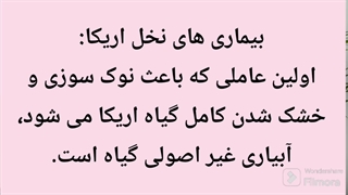 خشک شدن نخل اریکا | بیماری های اریکا