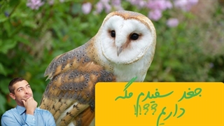 بیا ببین جغد سفید چیه و چه ویژگی هایی داره