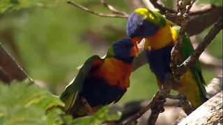 سوره احزاب - ترجمه صوتی و تصویری ۱۱۴ سوره قرآن مهر