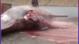 چر نهنگ مرده منفجر می شود؟!