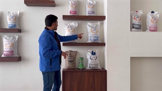 برنج هاشمی و برنج بینام کشت دوم