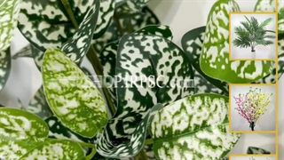 خرید بوته مصنوعی مدل برفی پخش از فروشگاه ملی به صورت جینی