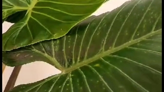 مشاوره گل و گیاه | بررسی مشکلات و بیماری های گیاه بابا آدم