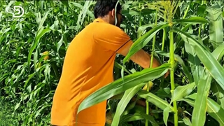 بررسی ذرت سوپرسوییت درایور از کمپانی کلوز