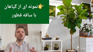 کود برای کلفت شدن ساقه گیاه