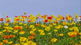 سوره بقره - ترجمه صوتی و تصویری ۱۱۴ سوره قرآن مهر