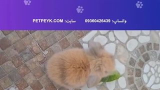 ویدیو رضایت مشتری عزیز سایت پت پیک از لاهیجان