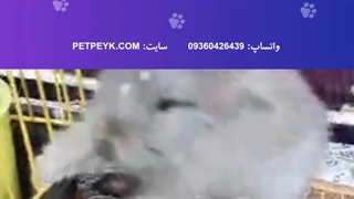 ویدیو رضایت مشتری عزیز سایت پت پیک از تهران