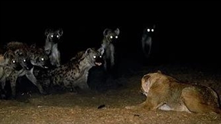 10 لحظه ای که شیر تنها می شود و به محاصره کفتار ها می افتد | حیات وحش