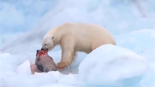 ویژگی های جالب خرس قطبی را در این ویدیو مشاهده می کنید