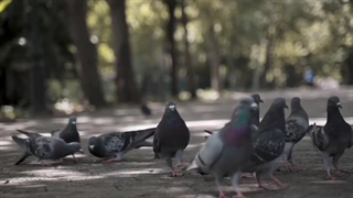 پرندگان در زمستان|چگونه در زمستان به پرندگان کمک کنیم