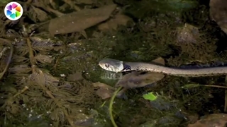 خطرناک ترین مارهای جهان که با یک نیش ۱۰۰ انسان را میکشد