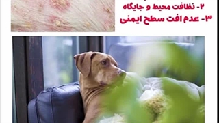 پیشگیری از بیماری پوستی سگ(زرد زخم)
