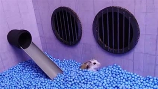 فرار همستر از پیچ و خم زندان در زندگی واقعی-240p