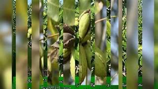 فروش ویژه نهال گردو پیوندی با باردهی بیش از 12 تن در هکتار از نوین گردو آغاز شد !