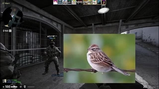 لحظات خنده دار _ NIGGAS CSGO :| جمع کاکا سیاهان :|